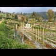 Tanah 2200m2 Dikelilingi Kebun Teh Kemuning