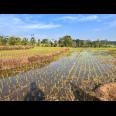 Dijual Sawah 125ribu/m Mojogedang Karanganyar