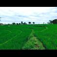 Jual Sawah Subur 3225m2 Kedawung Sragen