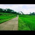 Sawah Produktif Barat Pasar Karangpandan Karanganyar