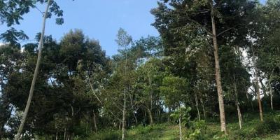 Dijual Kebun Durian 7800m2 Matesih Karanganyar