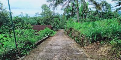 Kebun Durian Siap Panen Ngargoyoso Karanganyar