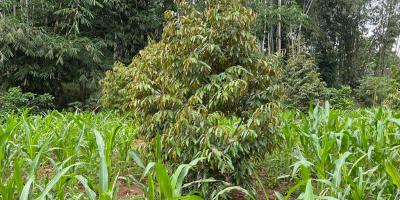 Jual Kebun Durian Datar Kerjo Karanganyar