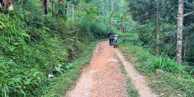 Kebun Durian 1300m2 Kemuning Ngargoyoso Karanganyar