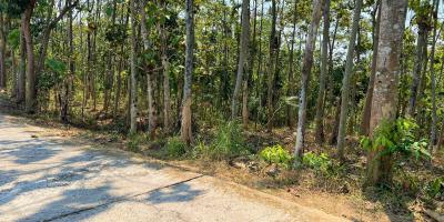 Dijual Tanah Kebun Jati Karangpandan Karanganyar 