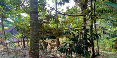 Kebun Durian 450m2 75 Juta Karanganyar