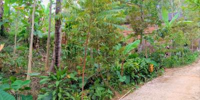 Kebun Durian 900m2 175 Juta Jenawi Karanganyar