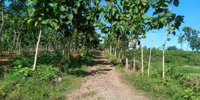 Tanah Sawah 60 Juta Kedawung Sragen