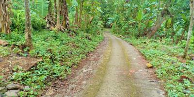 Tanah 1625m2  Dekat Sungai Sambirejo Sragen