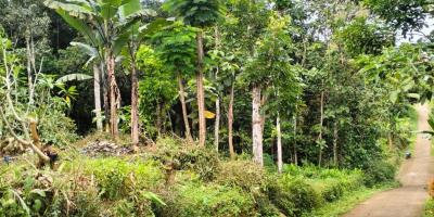 Tanah Kebun Durian Bonus Rumah Karangpandan Karanganyar