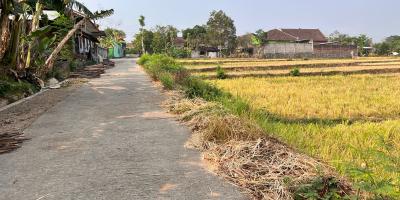 Jual Sawah 845m² 225 Juta Kedawung Sragen