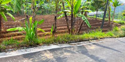 Tanah Hadap Kebun Teh & Jembatan Kaca Kemuning