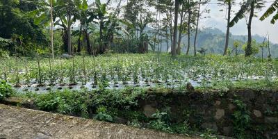 Tanah Datar Dekat Candi Cetho Karanganyar