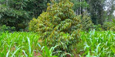 Kebun Durian Siap Berbuah 1018m2 Karanganyar