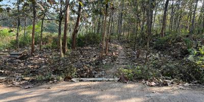 Kebun Jati Siap Panen 2311m² Kerjo Karanganyar 