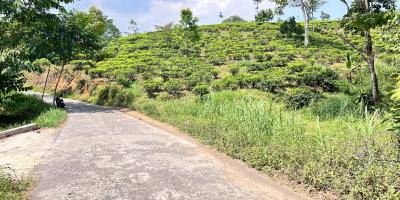 Tanah Murah 300 Juta View Langsung Kebun Teh Kemuning