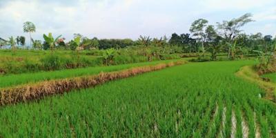 Jual Tanah Sawah 1500m² Parit Karangpelem Kedawung Sragen