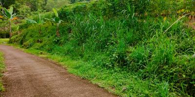 Tanah Subur Cocok untuk Kebun Buah Sambirejo Sragen