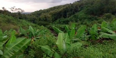 JUAL TANAH PEMAKAMAN TIONGHOA area Jombang Jatim