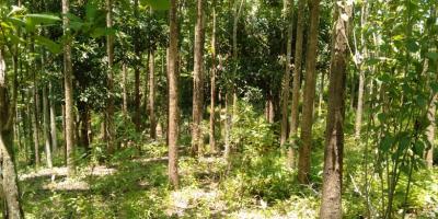 DIJUAL TANAH KEBUN JATI 800 POHON 7.486 M - SHM SUKABUMI