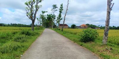 Jual Sawah 2000m² Jalan DPU Kedawung Sragen