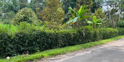 Jual Kebun Durian Karangpandan Karanganyar