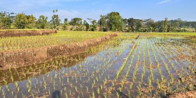 Dijual Sawah 125ribu/m Mojogedang Karanganyar