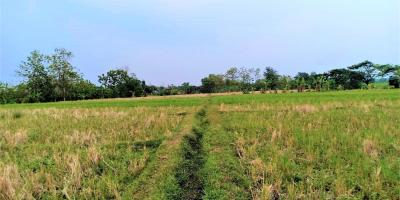 Dijual Sawah Subur 225 Juta Kedawung Sragen