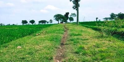 Jual Sawah Subur 3225m2 Kedawung Sragen