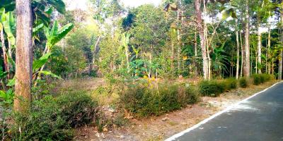 Dijual Kebun Durian 1100m² Mojogedang Karanganyar