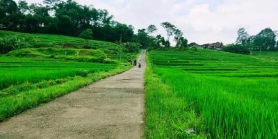 Sawah Produktif Barat Pasar Karangpandan Karanganyar