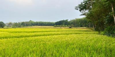 Dijual Sawah Timur Terminal Batujamus Karanganyar 