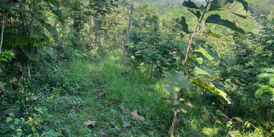 Tanah 100 Juta Cocok Untuk Kebun Buah Sragen