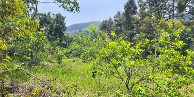 Kebun Durian 5190m² Kawasan Wisata Ngargoyoso Karanganyar