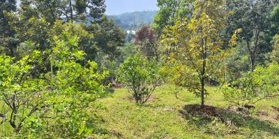 Kebun Buah 5190m² Kawasan Wisata Ngargoyoso