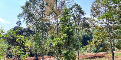  Kebun Durian 300 Juta Selatan Pasar Mojogedang Karanganyar 