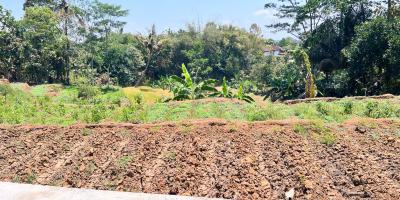 Tanah 800m Cocok untuk Kebun Buah Karangpandan