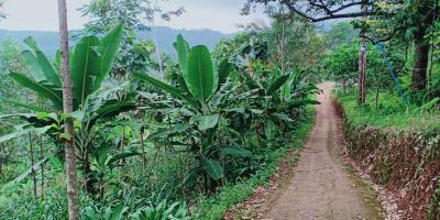 Dijual Tanah Kebun Durian Kerjo Karanganyar