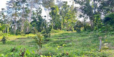 Tanah 1368m² Cocok Untuk Kebun Buah Karanganyar