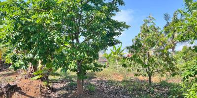 Tanah Kebun Buah 4131m² Kawasan Wisata Ngargoyoso